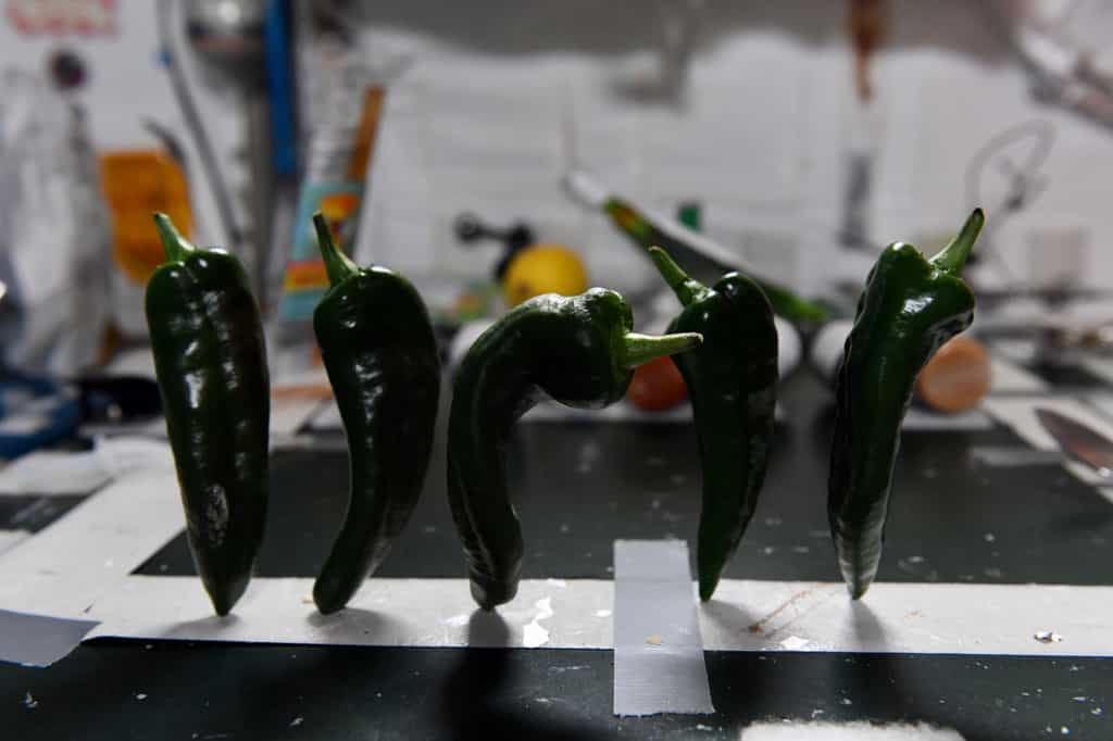 Les astronautes de l'ISS ont cultivé pendant plusieurs mois une variété de piments verts à bord de la Station. © Nasa, Megan MacArthur