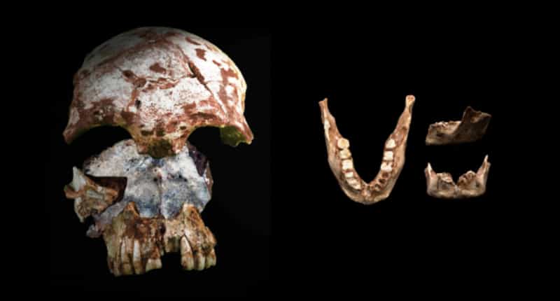 Les fossiles de la grotte de Tam Pa Ling révèlent aujourd'hui leurs secrets. Si le crâne possède une morphologie moderne, la mandibule a quant à elle des traits morphologiques à la fois archaïques et modernes. © Fabrice Demeter
