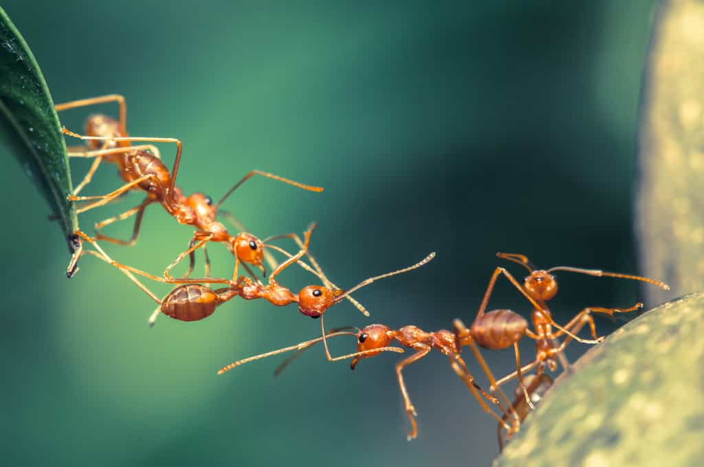 Des fourmis (ici d'une espèce différente de celle de l'article) peuvent former un pont en s'attachant les unes aux autres pour franchir un espace vide, voire un écoulement d'eau. © lirtlon, Fotolia