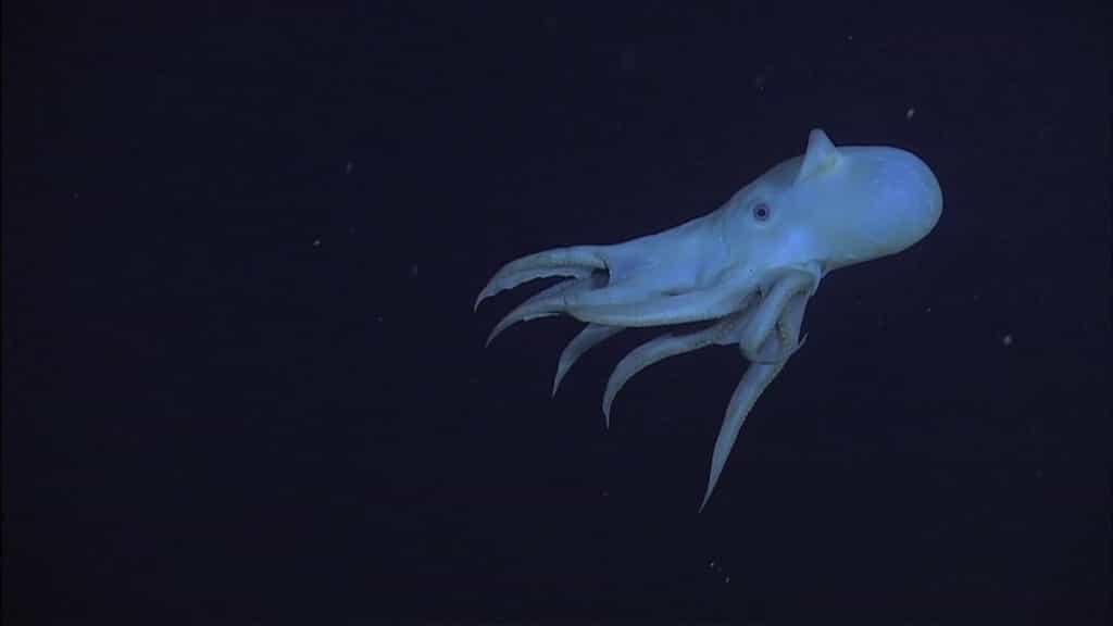 Une très rare pieuvre Dumbo a été filmée dans les profondeurs du Pacifique. Avec son corps pâle et ses grandes oreilles translucides, la créature a tout d’un petit fantôme. © NOAA Okeanos Explorer, DP