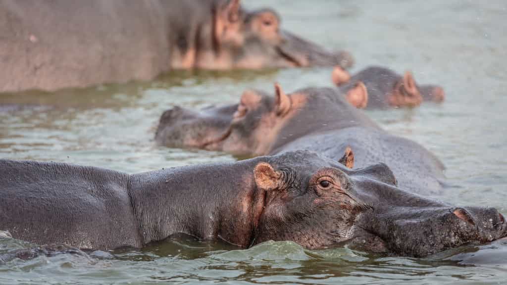 Les rivières peuvent être polluées par… des déjections d'hippopotames. © Alex Proimos, Flickr, CC b-nc 2.0