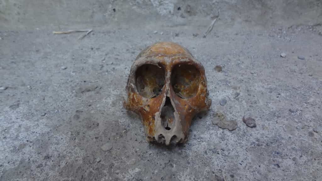 Un fossile de crâne humain. © anggasaputro, Fotolia