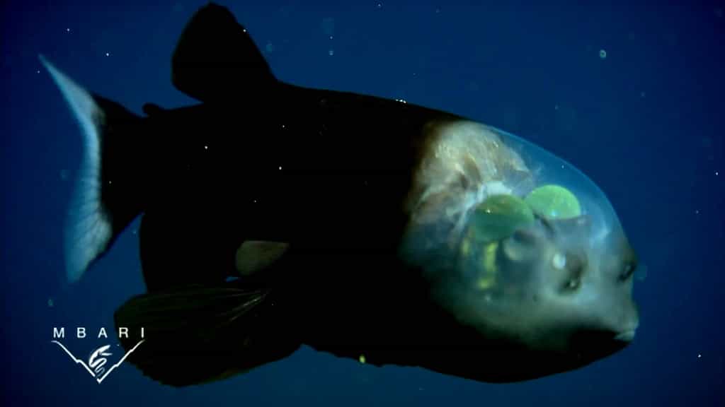 Le crâne transparent et les yeux internes de cet étrange poisson équipent-ils également ses cousins des abysses ? © MBARI
