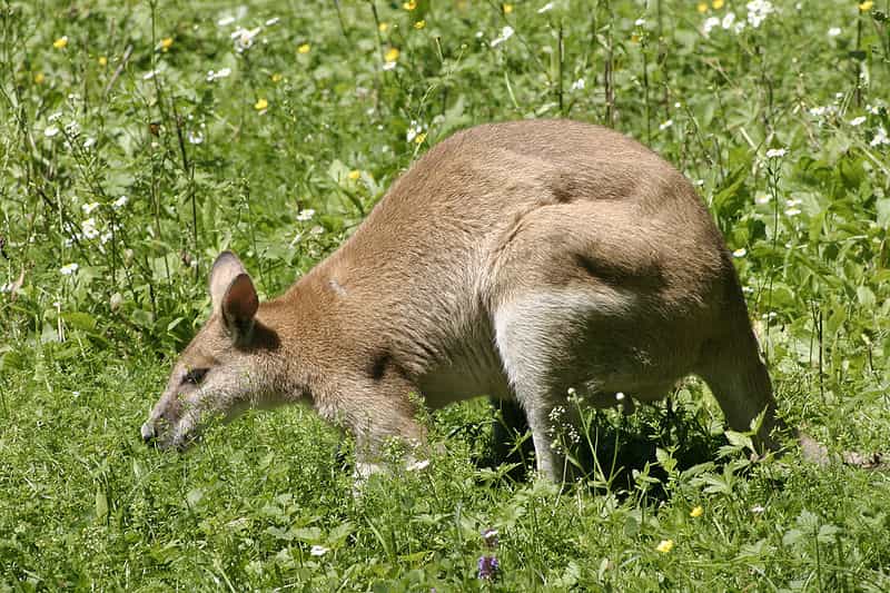 Le wallaby agile est un marsupial sociable que l'on trouve dans le nord de l'Australie. © Nino Barbieri, Wikipédia, GNU 1.2