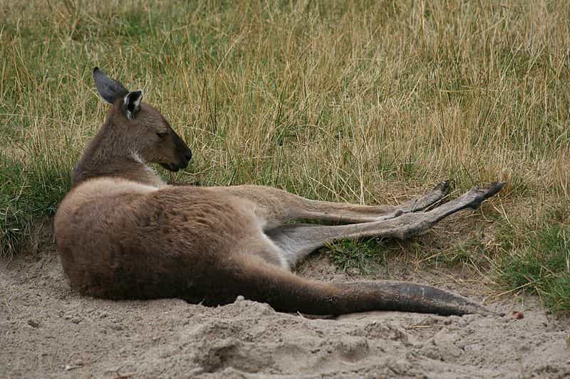 Le kangourou gris de l'ouest, ou kangourou gris, ressemble beaucoup au kangourou géant qui, lui, vit dans l'est du continent australien. © Ber'Zophus, Wikipédia, cc by sa 2.5