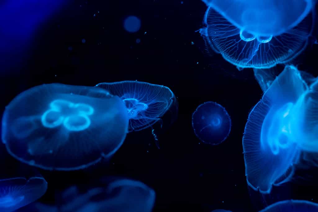 Les méduses sont consommées dans plusieurs pays d'Asie. Pourquoi ne pas se pencher sur cette ressource ? Voyons comment les cuisiner. © Alice Photos, Fotolia