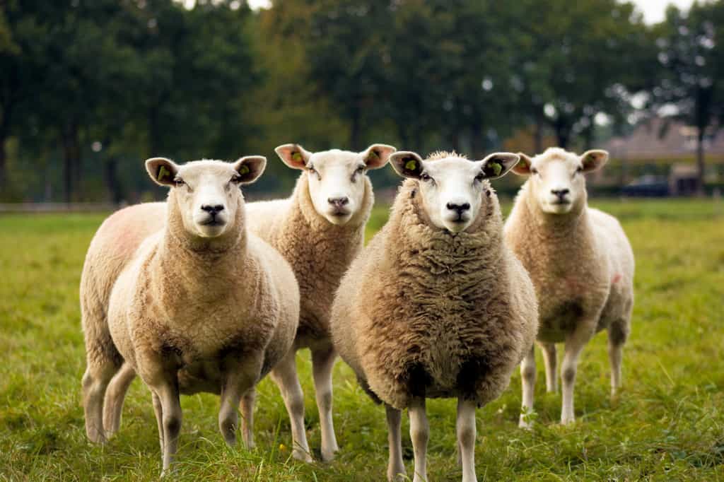 Les ovins émettent jusqu'à 8 kg de méthane par an. © Judith Prins-Unsplash
