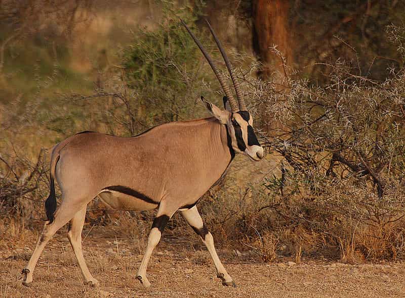 La majorité des populations d'oryx beïsas se reproduisent en dehors des zones protégées, ce qui constitue une menace pour sa survie. © Steve Garvie, Wikipédia, cc by sa 2.0