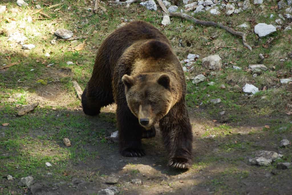 L’ours cherche par principe à éviter le contact avec l’Homme. © StormCS, Flickr, CC by 2.0