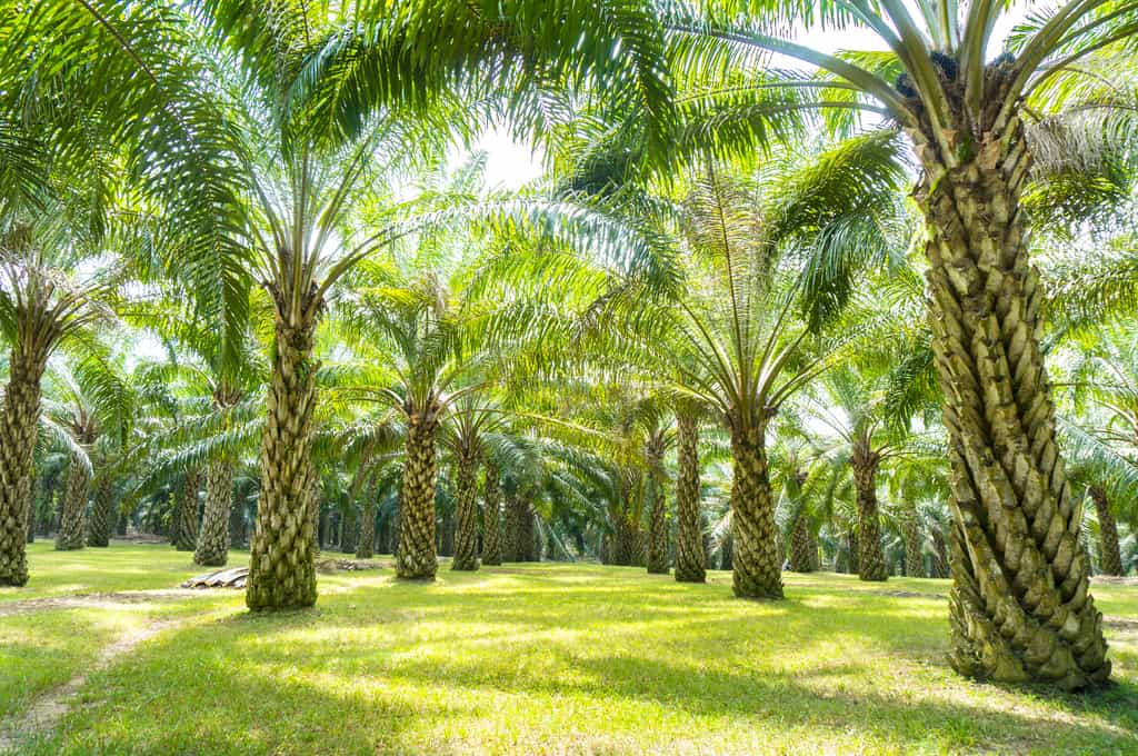 Palmiers à huile. © Saidin Jusoh, Fotolia
