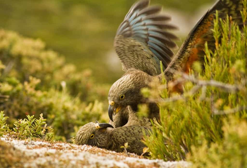 Les kéas, perroquets de Nouvelle-Zélande, manifestent des comportements complexes d'interactions sociales. © Raoul Schwing, Vetmeduni Vienna
