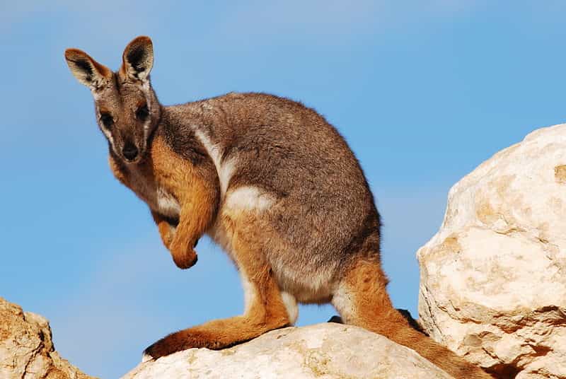 Le pétrogale à pied jaune est une sorte de wallaby des rochers. © Peripitus, Wikipédia, GNU 1.2