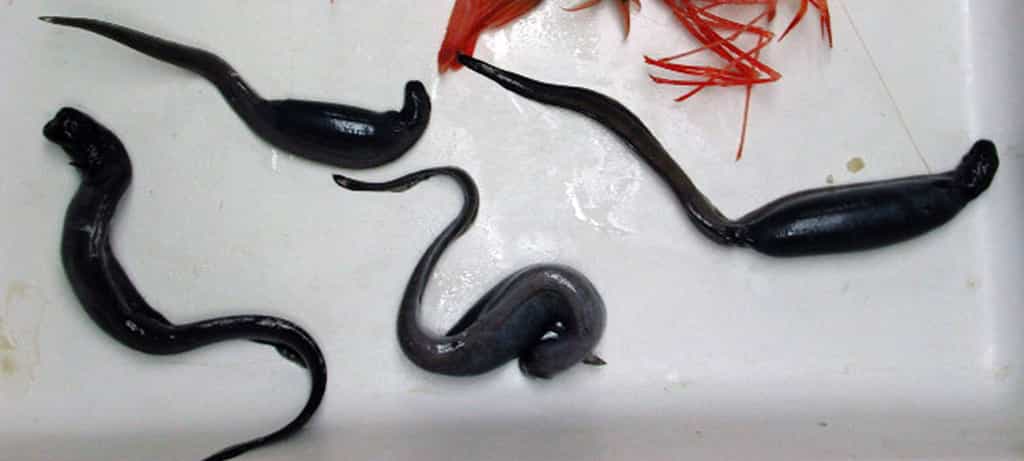 Ces Simenchelys parasitica ont été capturées au large d'Hawaï. Leur aire de répartition comprend une partie de l'océan Atlantique est ainsi que de l'océan Pacifique. © NOAA Ocean Explorer, Domaine public, Wikimedia Commons