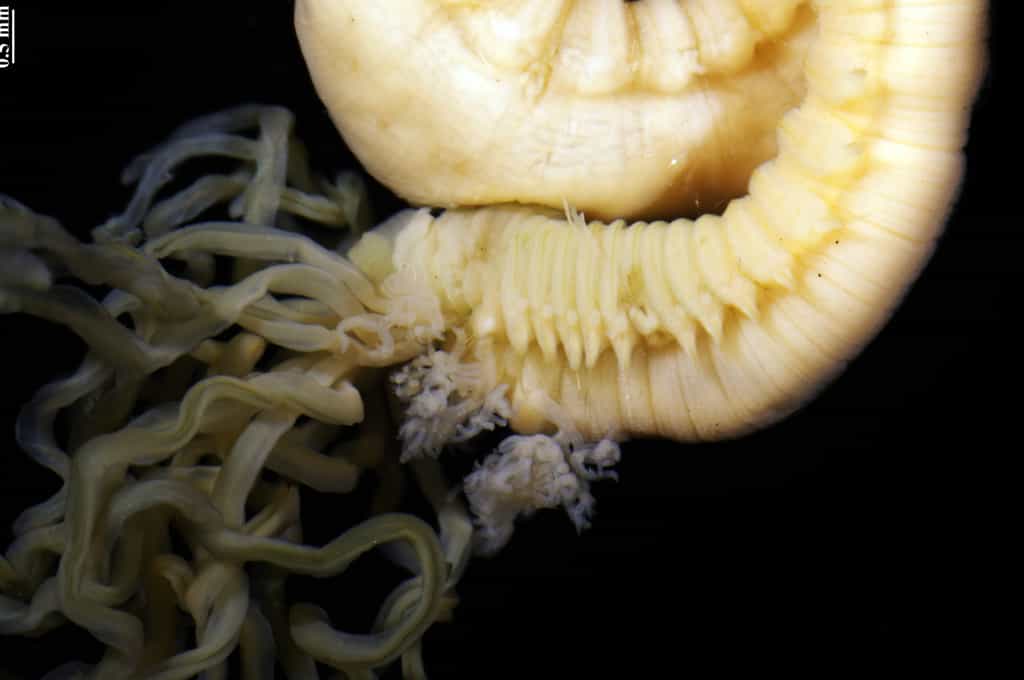 Les tentacules buccaux de Terebella banksyi sont bien visibles et représentent bien ce qu'est un ver spaghetti. ©&nbsp;Nicolas Lavesque