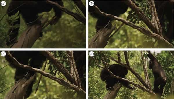 Exemple de chasse assistée d’un outil par les chimpanzés de Fongoli, au Sénégal. Un mâle adulte utilise une branche d’arbre modifiée (photos a, b, c) pour poignarder une proie réfugiée à l’intérieur d’une branche et qu’il finit par capturer (photo D) sous le regard de son jeune frère. © Pruetz et al., BBC