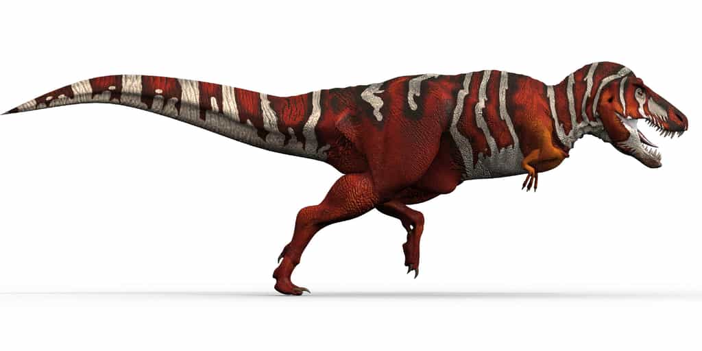 Un tyrannosaure, qui vivait au Jurassique, lointain descendant des premiers protodinosaures bipèdes du Trias. © Domaine public