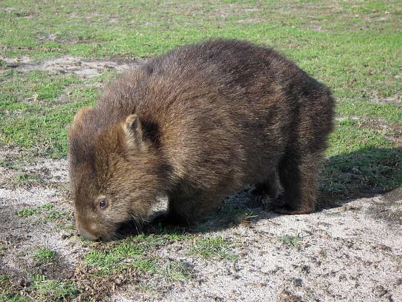 Le wombat ressemble à un ourson en peluche. © GregTheBusker, Wikipédia, cc by 2.0