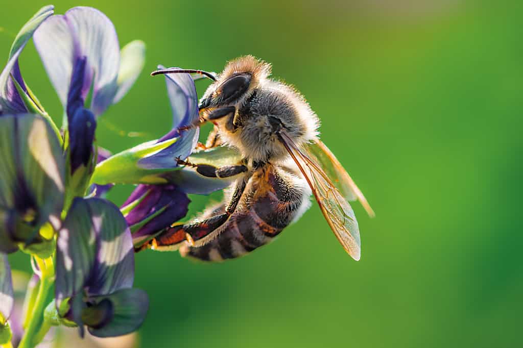 Il existe environ 20.000 espèces d'abeilles répertoriées. Un chiffre comprenant les bourdons. © Martin, Adobe Stock