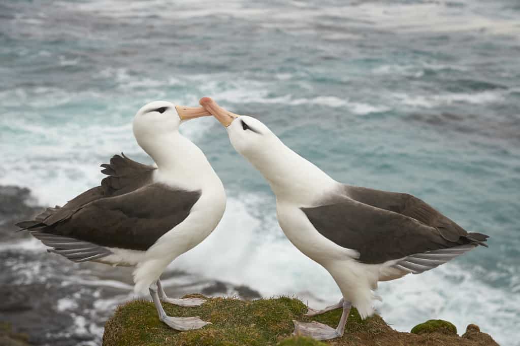 Les couples d'albatros se forment pour plusieurs années mais peuvent divorcer si leur succès reproducteur est faible. © JeremyRichards, Adobe Stock