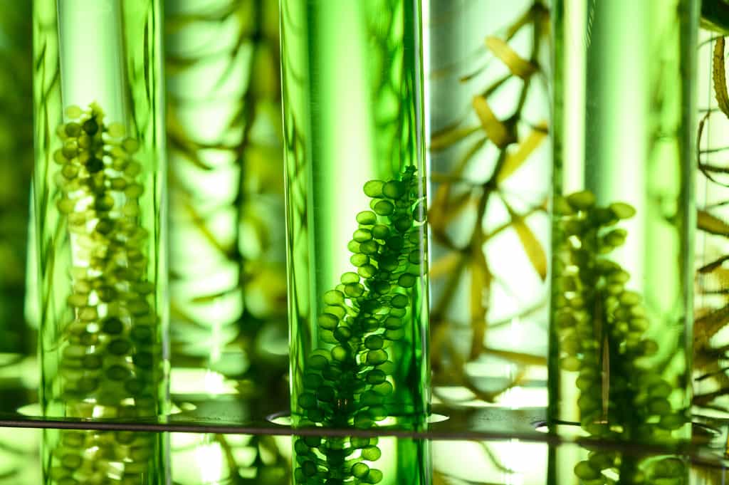 Les algues pourraient être un matériau pour les tee shirts de demain. © chokniti, Adobe Stock