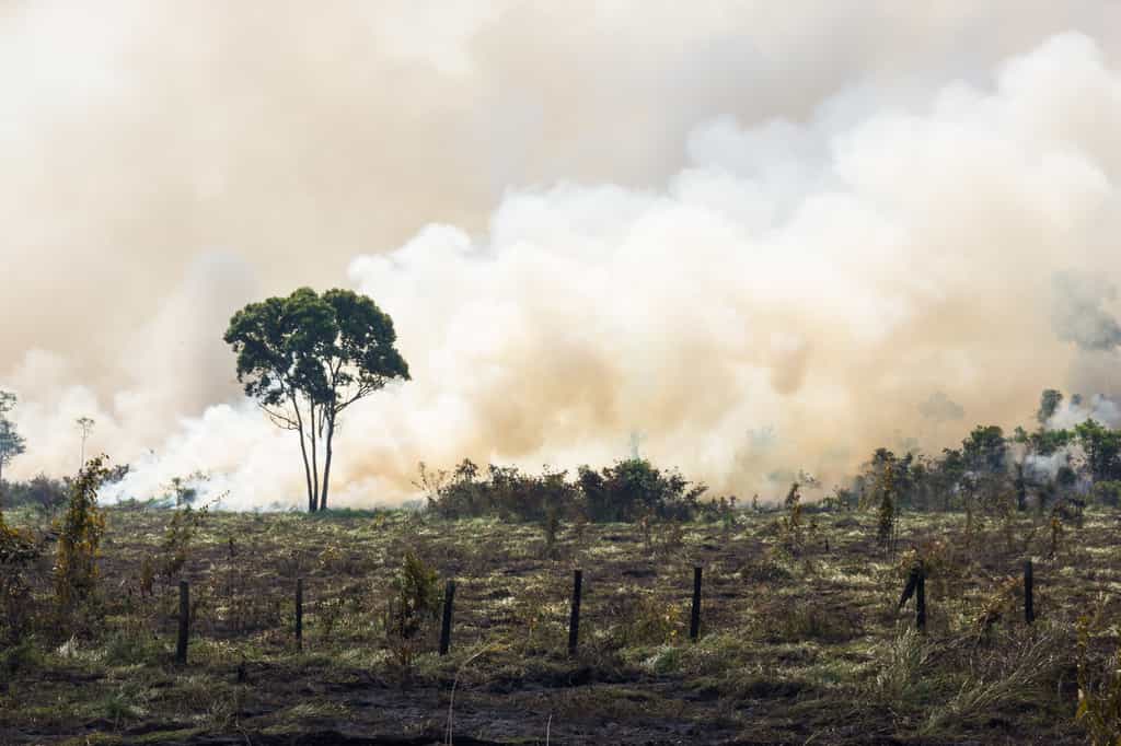 L'effet combiné du réchauffement climatique et de la déforestation contribuent à la multiplication des incendies de forêt. © Pedarilhos, Adobe Stock