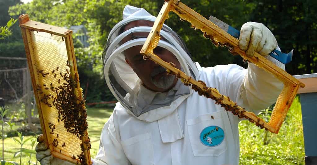 Voile, combinaison, gants : pour l’apiculteur, mieux vaut prendre quelques précautions avant d’aller travailler à la ruche et s'habiller en blanc. © BusinessHelper, Pixabay, DP