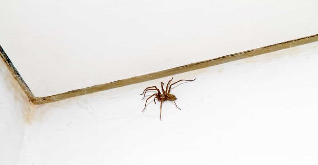 C’est à la mi-septembre et aux alentours de 19 h 35 qu’un maximum d’araignées sont observées dans nos maisons. Le résultat d’un mode de vie et/ou de biais d’observations. © Jürgen Fälchle, Fotolia