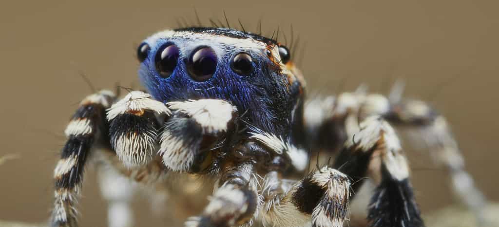Chez la minuscule araignée australienne Maratus personatus, le mâle porte comme un masque bleu sur ses quatre yeux, d’où son surnom de « Blueface ». © Jürgen Otto