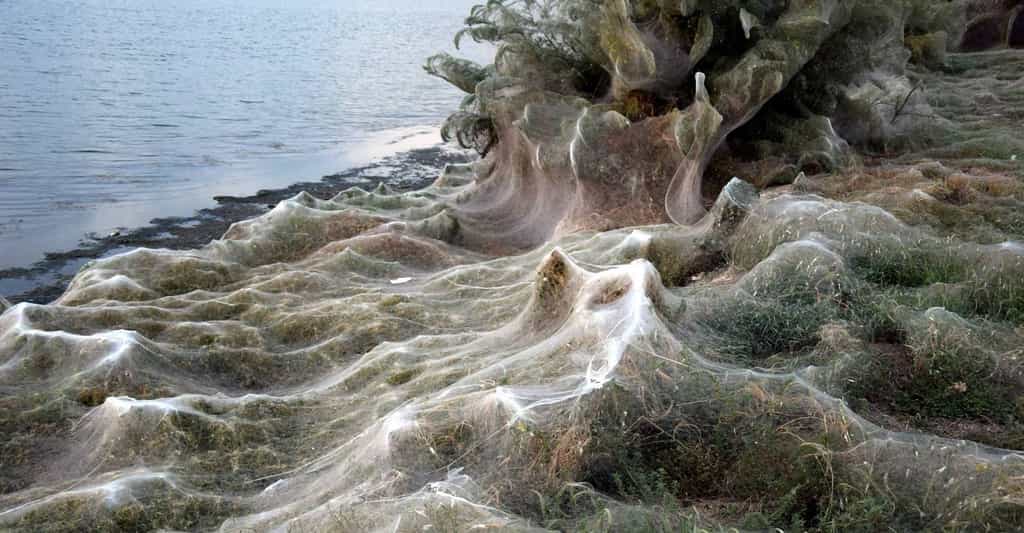Vision d’horreur dans cette ville de Grèce : des toiles d’araignées recouvrent la végétation du bord du lagon sur quelque 300 mètres de longueur. © Giannis Giannakopoulos, Facebook