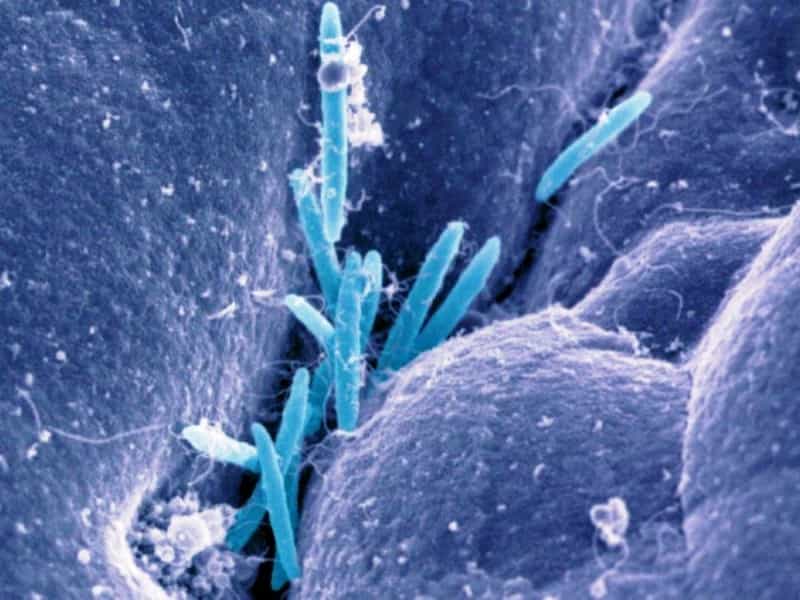 Cette image en fausse couleur a été obtenue avec un microscope électronique. Elle montre des bactéries du genre Clostridium (~ 3,5 micromètres) dans le côlon de souris. © Kenya Honda, Department of Immunology, University of Tokyo 