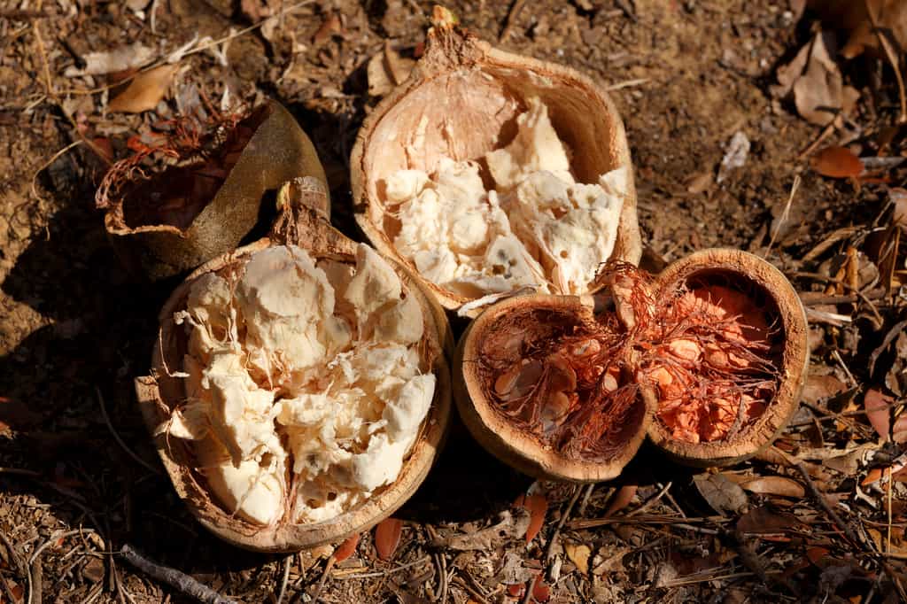 Le pain de singe est l'intérieur du fruit du baobab. Le nom « baobab » dérive de l’arabe bu hibab qui signifie « fruit à nombreuses graines ». © artush, Fotolia