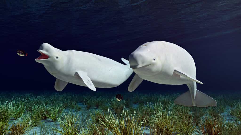 Le béluga, ou « baleine blanche », est une espèce de cétacé vivant dans les eaux arctiques. © Michael Rosskothen, Adobe Stock
