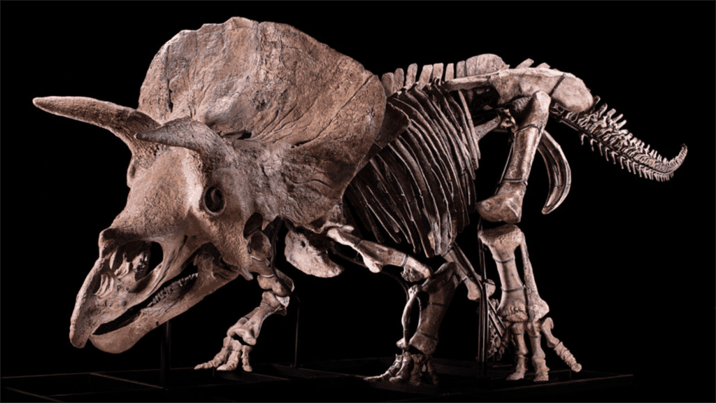 Big John a été découvert en 2014 aux États-Unis et son squelette est le plus grand connu à ce jour parmi les Triceratops. © F. Bacchia/Zoic LLC