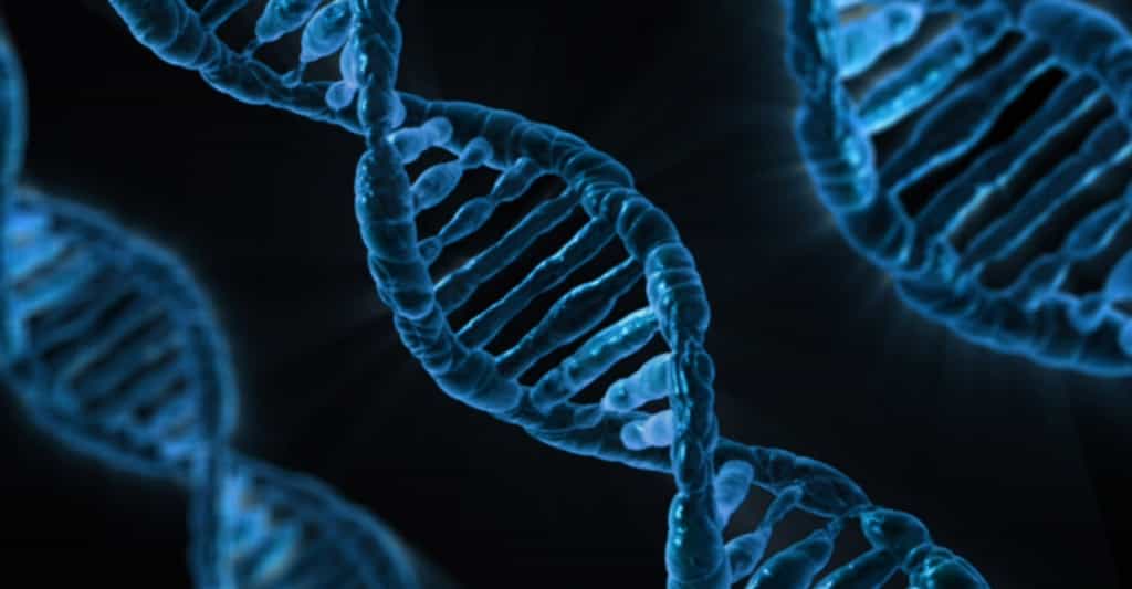 L'ADN est une mémoire mais il peut aussi servir à calculer.© CNRS