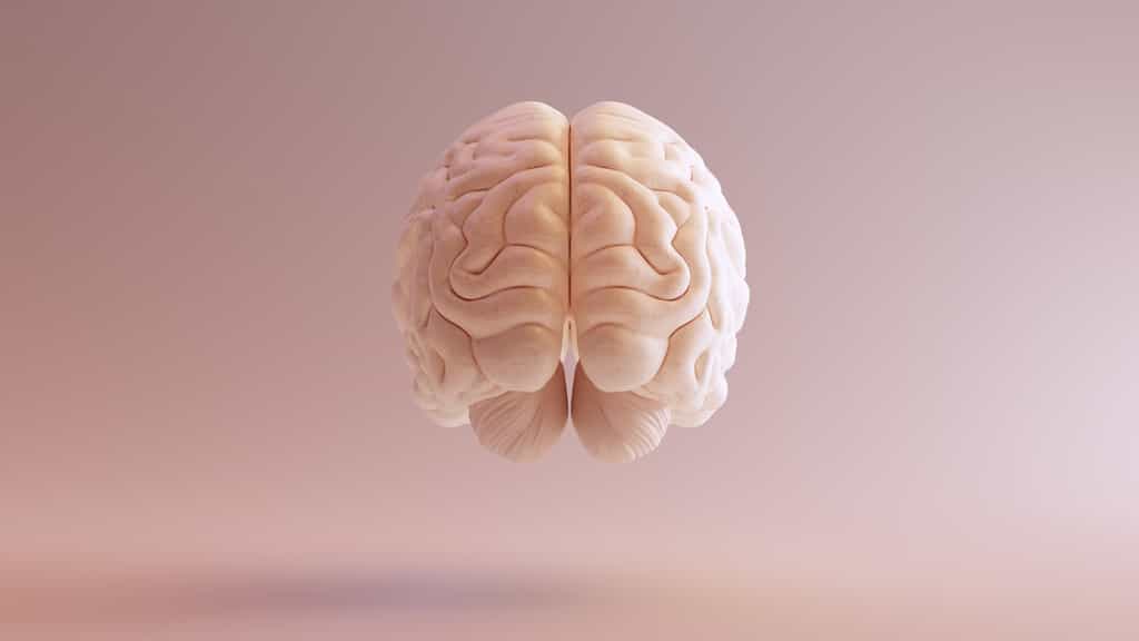 La maladie à prion s'attaque au cerveau. © Paul, Adobe Stock