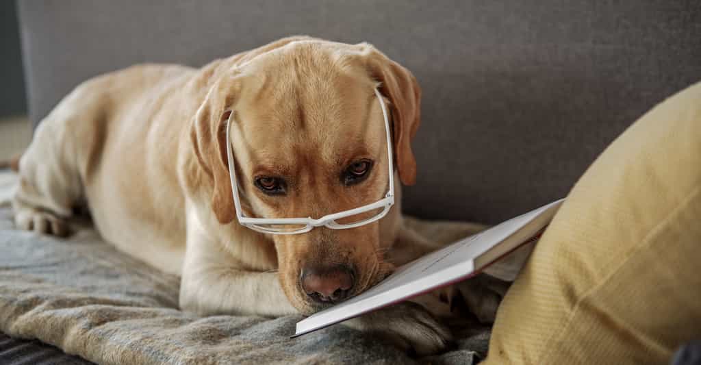 Selon une étude réalisée par des chercheurs américains, le chien serait plus intelligent que le chat. © YakobchukOlena, Fotolia