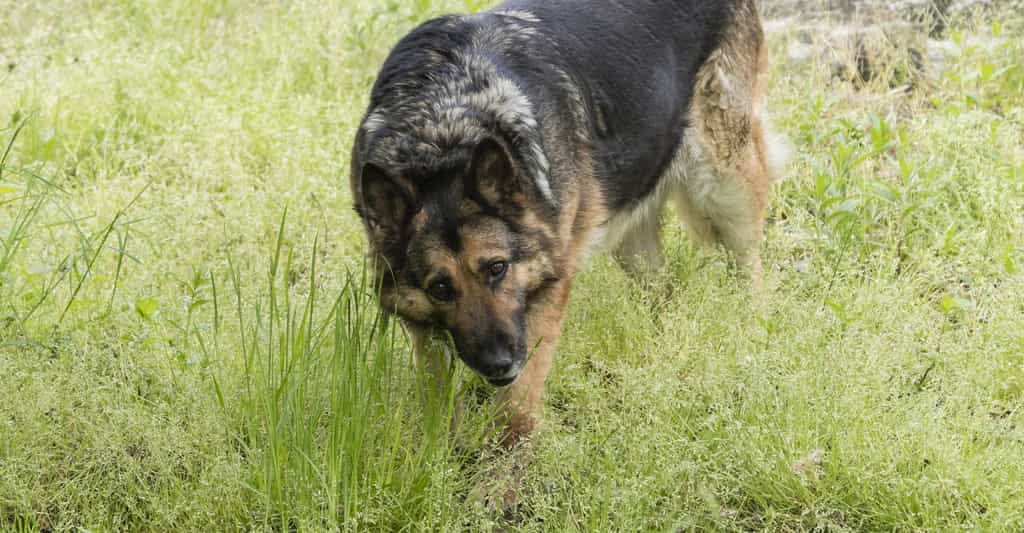 La plupart des chiens mangent de l’herbe, plus ou moins fréquemment. Les raisons à ce comportement sont multiples et pas nécessairement alarmantes. © lapis2380, Fotolia