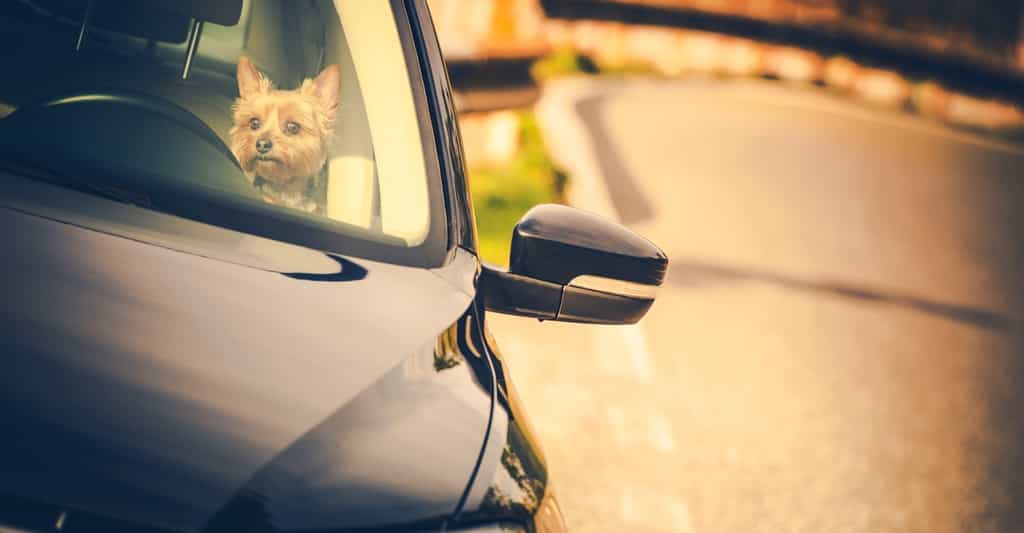 Il est extrêmement dangereux pour la santé de votre animal domestique de le laisser seul dans une voiture en été, même si c’est à l’ombre et avec les vitres entrouvertes. © Tomasz Zajda, Fotolia