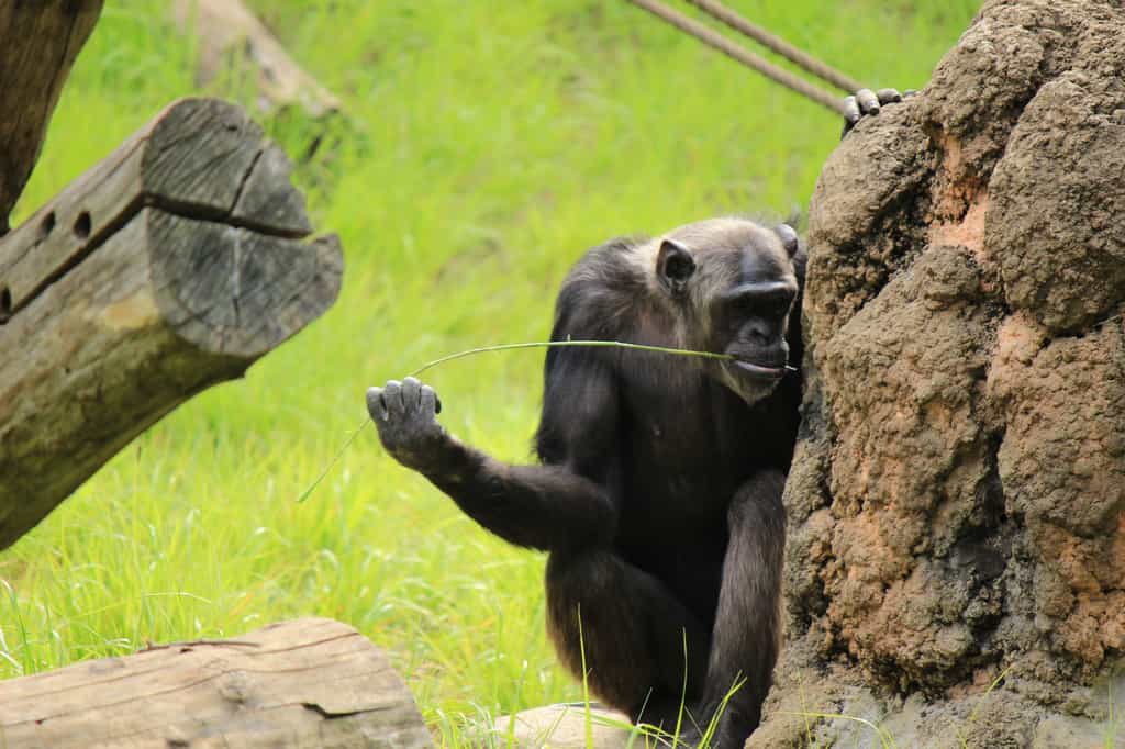 Certains chimpanzés utilisent des tiges qu'ils plongent dans une termitière. Les termites s'y accrochent, ce qui les laisse les picorer sans le moindre effort. © Onimihcu, Adobe Stock