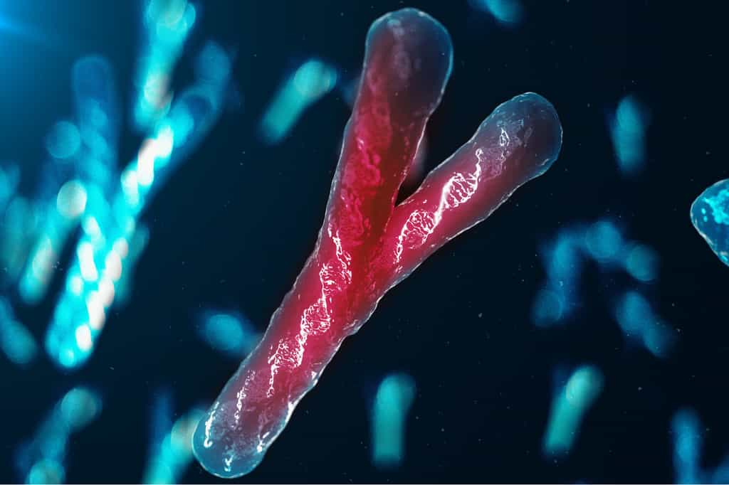 Le chromosome Y disparaît peu à peu : un nouveau gène pour l’avenir masculin ? © Usis, iStock