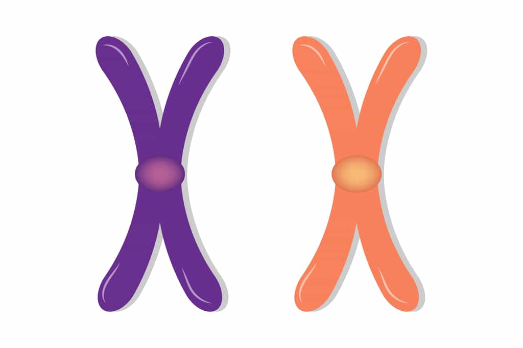 Les chromosomes homologues ont la même forme, la même taille et le même contenu génétique. © Dee-sign, Adobe Stock