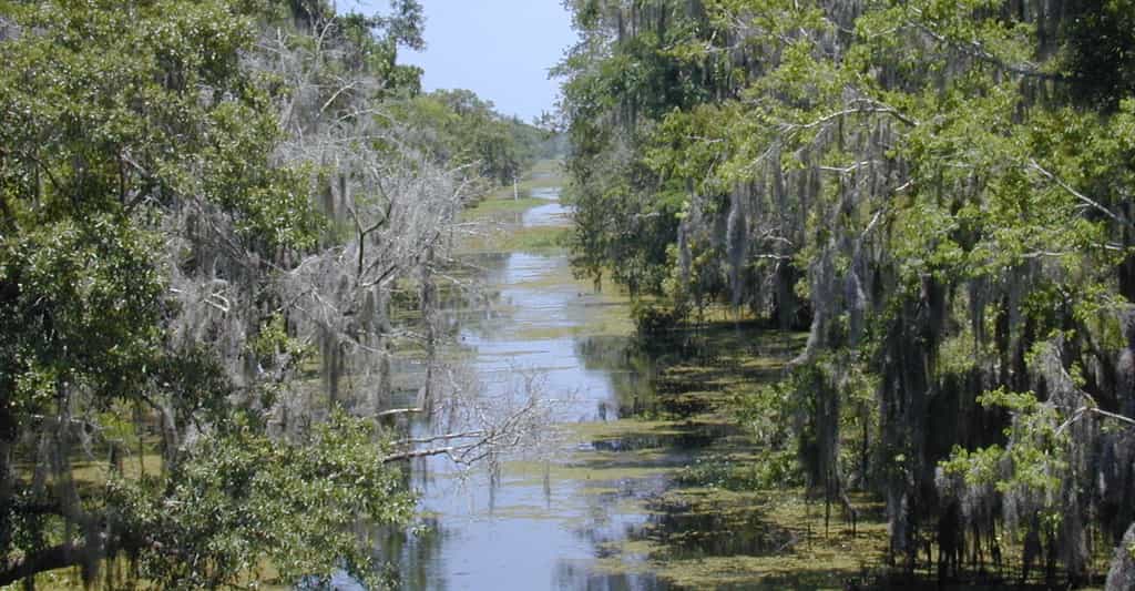 La Louisiane — ici, un paysage de bayou — connaît un climat subtropical humide. © Jan Kronsell, Wikipedia, CC by-sa 3.0