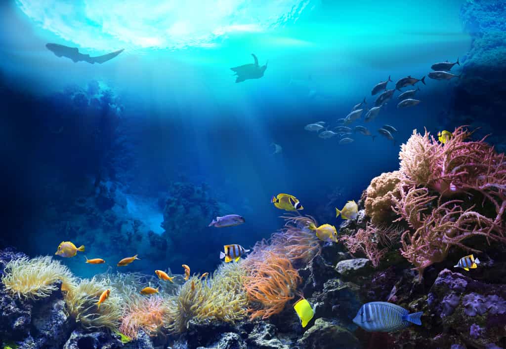 Les coraux, tout comme les anémones de mer, appartiennent à l'embranchement des Cnidaires. © silvae, Adobe Stock