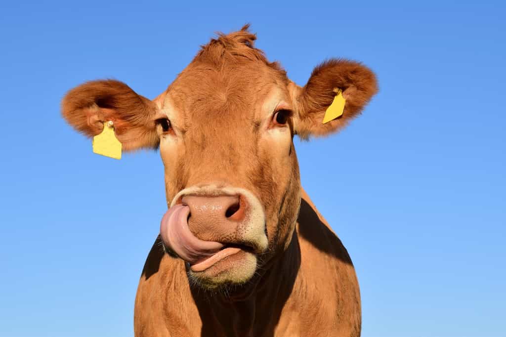 En Angleterre, la 5G est déjà présente dans l'agriculture et elle se cache dans le collier des vaches. © ulleo, Pixabay