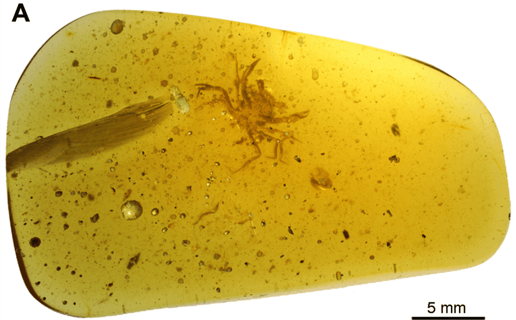Cretapsara athanata est une nouvelle espèce de crabe datant du Crétacé et dont un spécimen a été préservé dans de l'ambre. © Luque et al., 2021