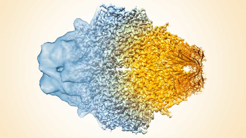 La cryo-microscopie permet d’observer des détails à l’échelle de l’atome. © NIH