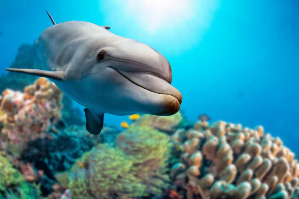 Le dénomination « dauphin » regroupe des dizaines d'espèces distinctes. © Andrea Izzotti, Adobe Stock