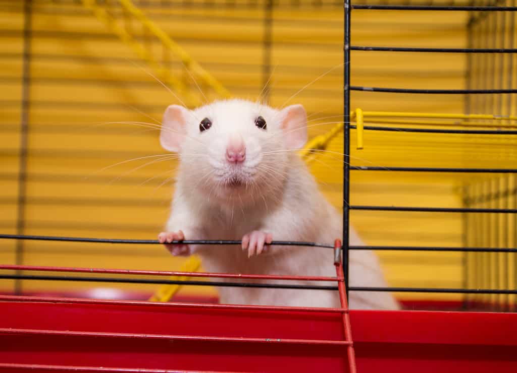 Des rats ont appris à conduire pour la première fois. © kurashova, adobestock