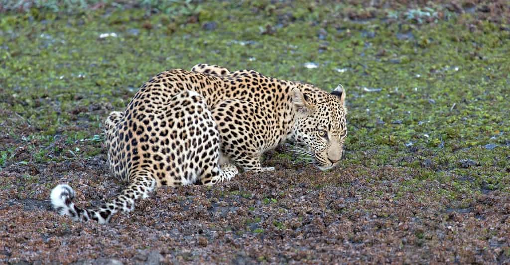 Si leur pelage peut amener à les confondre, léopard, guépard et jaguar sont assez facilement différenciables. Ici, un léopard. © Freizeithald, Pixabay, DP