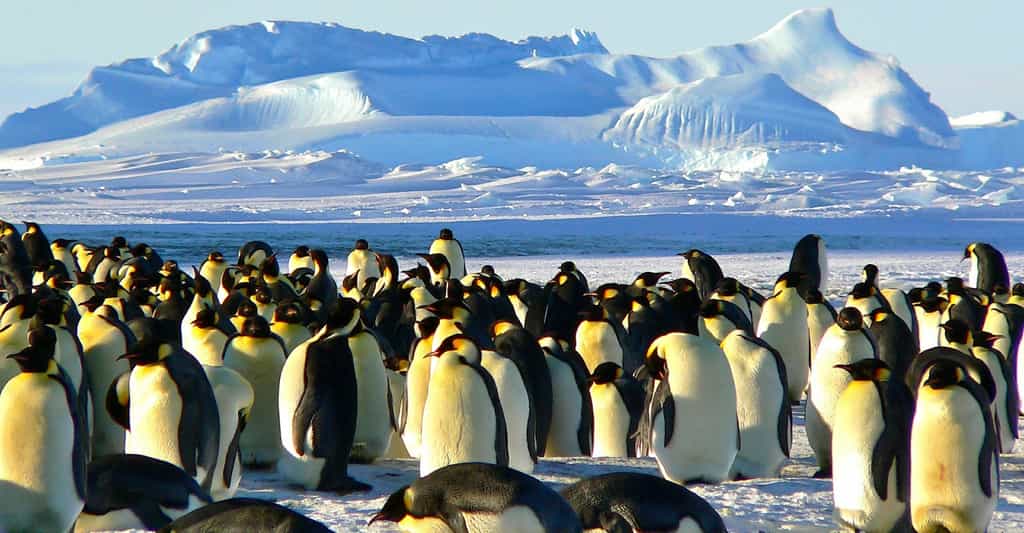 Les manchots — ici, le manchot empereur — vivent dans l’hémisphère sud. Les pingouins, quant à eux, sont installés dans l’hémisphère nord. © MemoryCatcher, Pixabay, DP